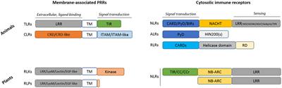Cross Kingdom Immunity: The Role of Immune Receptors and Downstream Signaling in Animal and Plant Cell Death